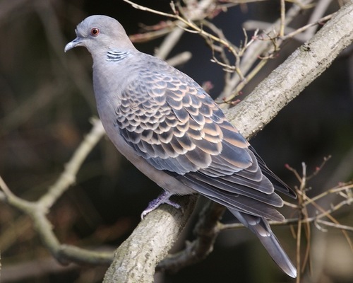 Oriental Turtle-Dove