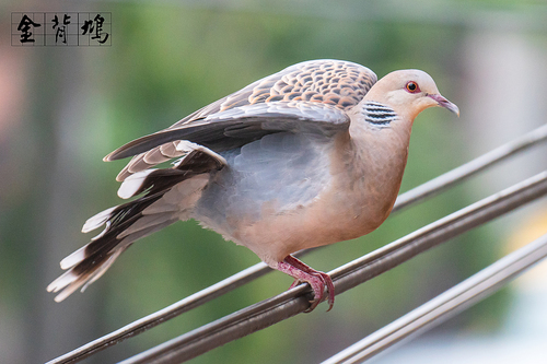 Oriental Turtle-Dove