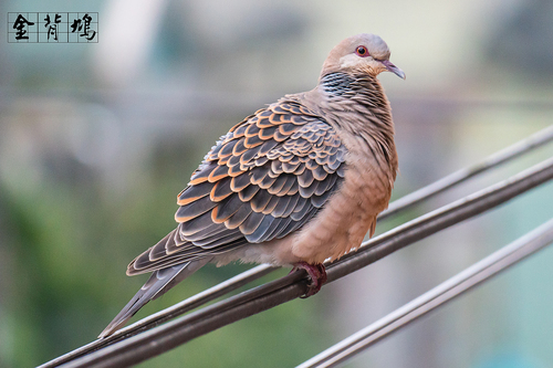 Oriental Turtle-Dove