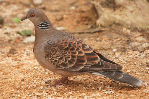 Oriental Turtle-Dove