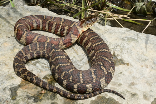 Common Watersnake