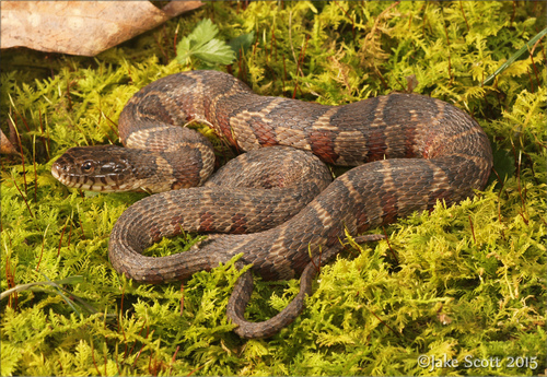 Common Watersnake