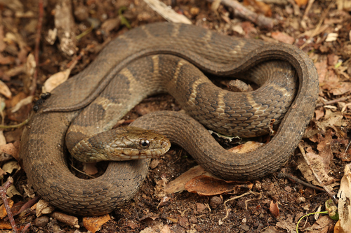 Common Watersnake