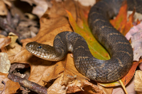 Common Watersnake