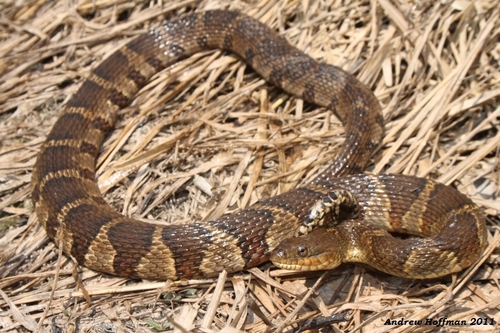 Common Watersnake