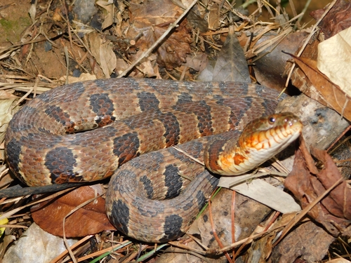Common Watersnake