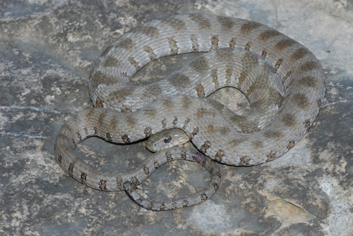 Common Watersnake