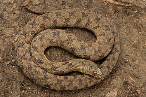 Diamondback Watersnake