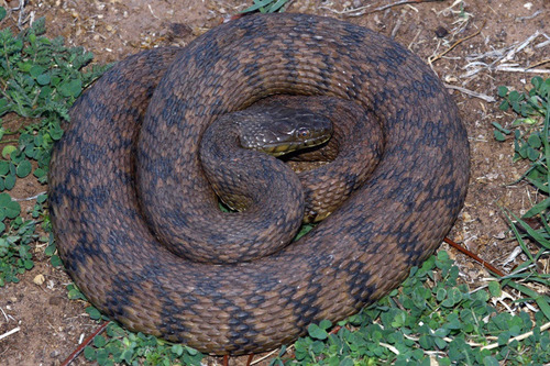 Diamondback Watersnake