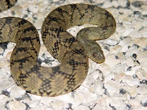 Diamondback Watersnake