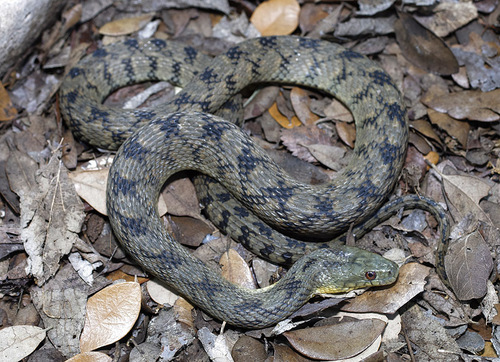 Diamondback Watersnake