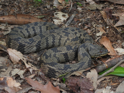 Diamondback Watersnake