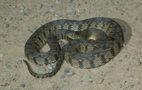 Diamondback Watersnake