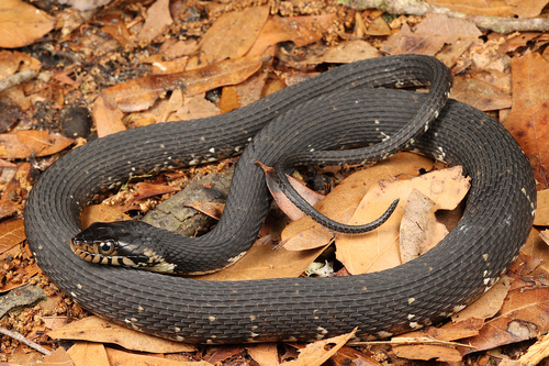Banded Watersnake