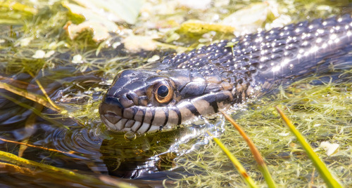 Banded Watersnake