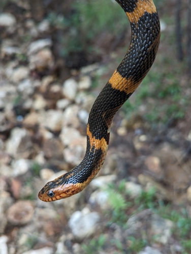 Banded Watersnake
