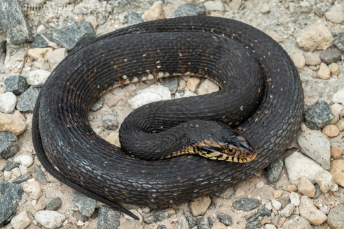 Banded Watersnake