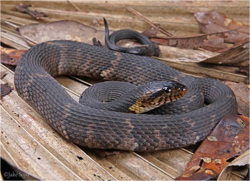 Banded Watersnake