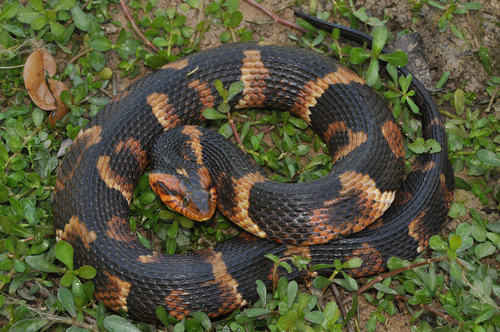 Banded Watersnake