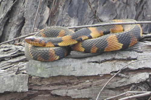Banded Watersnake