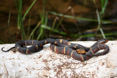 Banded Watersnake