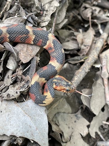 Banded Watersnake