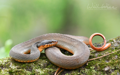 Plain-bellied Watersnake