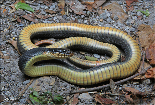 Plain-bellied Watersnake
