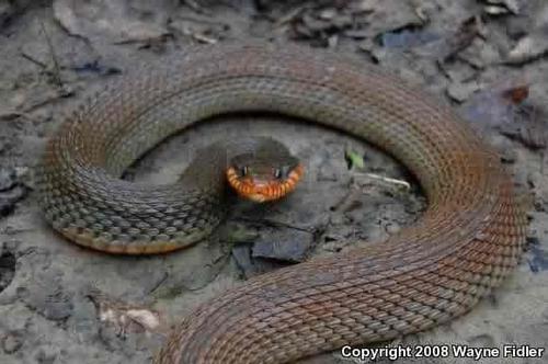 Plain-bellied Watersnake