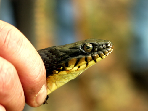 Plain-bellied Watersnake