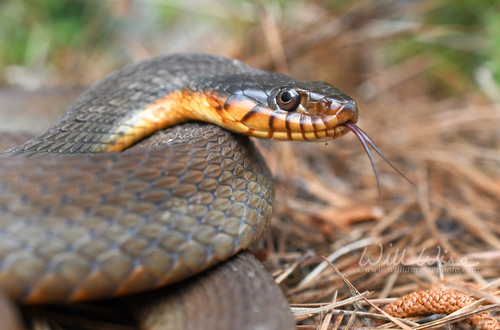 Plain-bellied Watersnake