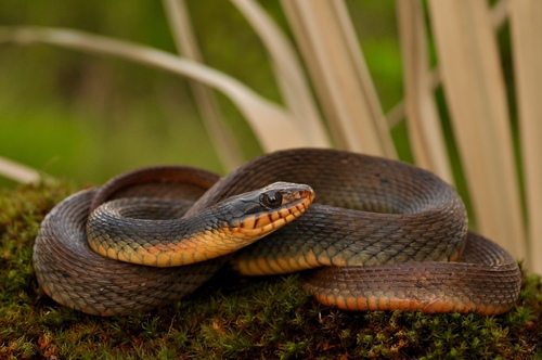 Plain-bellied Watersnake
