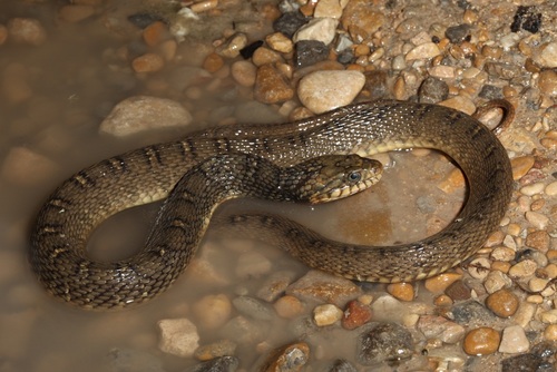 Plain-bellied Watersnake