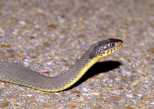 Plain-bellied Watersnake