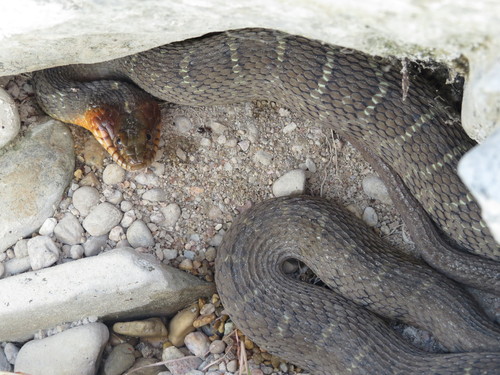 Plain-bellied Watersnake