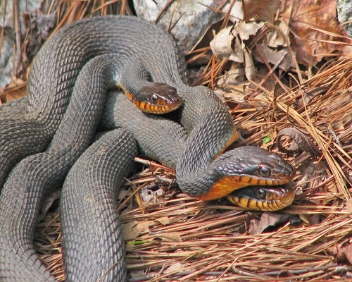 Plain-bellied Watersnake