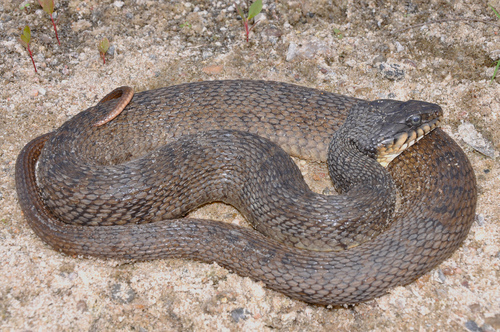 Plain-bellied Watersnake