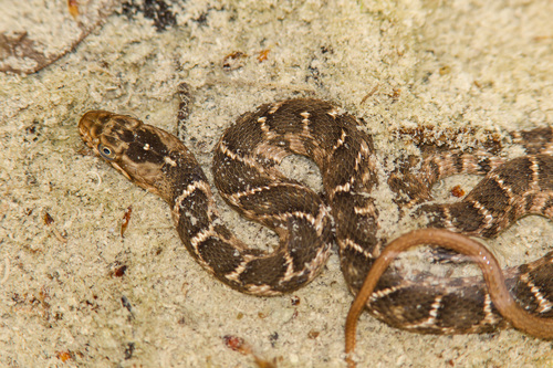 Plain-bellied Watersnake