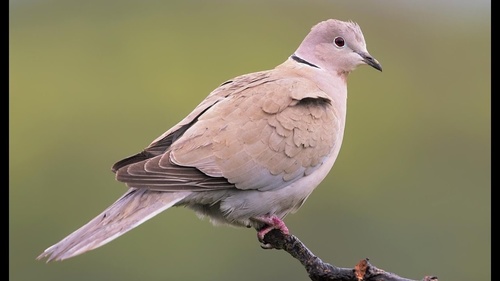 Eurasian Collared-Dove