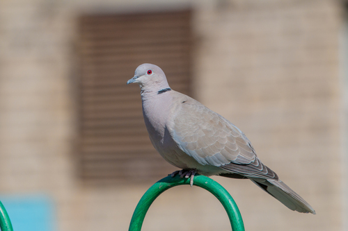 Eurasian Collared-Dove