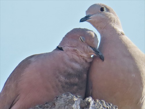 Eurasian Collared-Dove