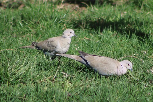 Eurasian Collared-Dove