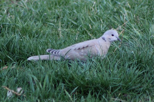 Eurasian Collared-Dove