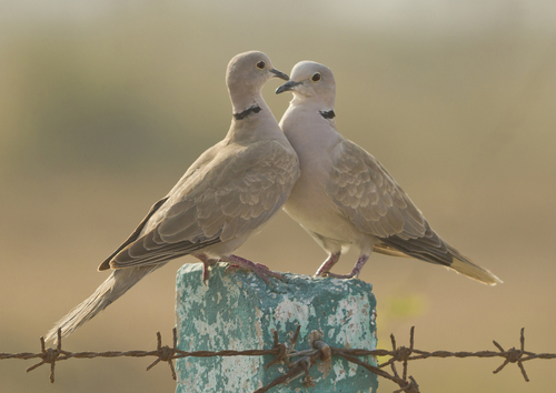 Eurasian Collared-Dove
