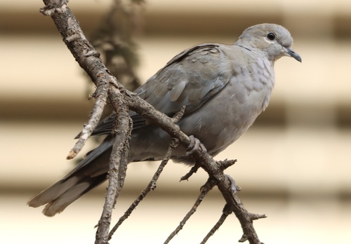 Eurasian Collared-Dove