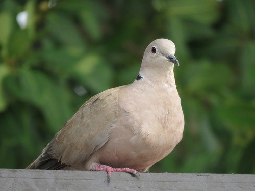 Eurasian Collared-Dove
