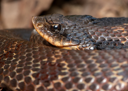 Eastern Hognose Snake