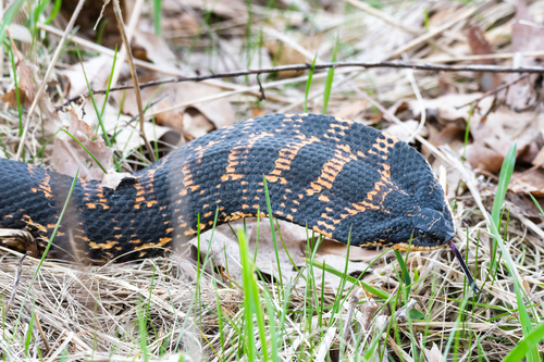 Eastern Hognose Snake