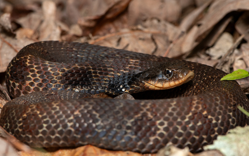 Eastern Hognose Snake