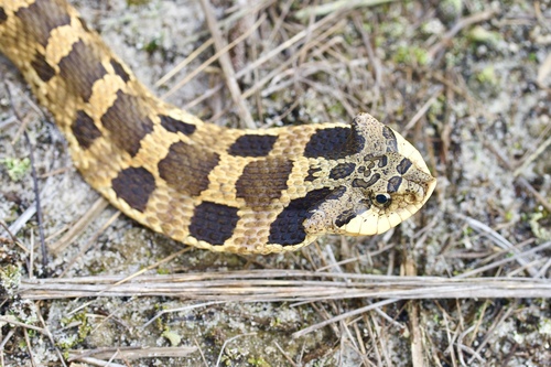 Eastern Hognose Snake